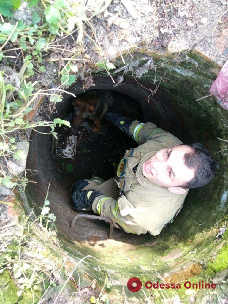 На Думской площади спасли собаку, которая провалилась в канализационный люк (фото)