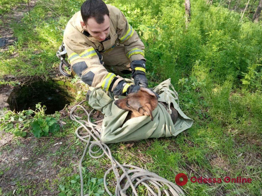 На Думской площади спасли собаку, которая провалилась в канализационный люк (фото)