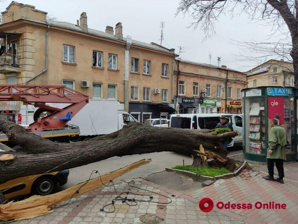 В центрі Одеси велике дерево впало на автомобілі