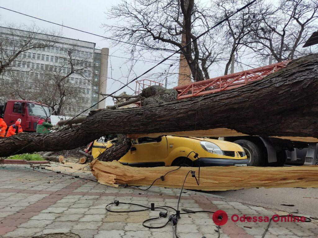 В центре Одессы большое дерево упало на автомобили