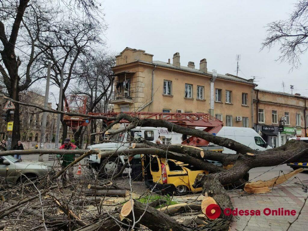 В центрі Одеси велике дерево впало на автомобілі