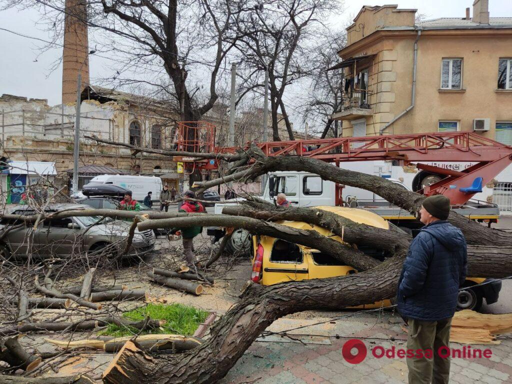 В центре Одессы большое дерево упало на автомобили