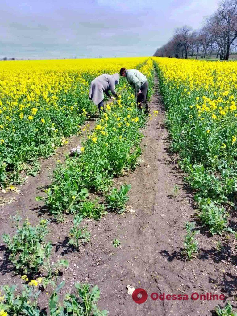 У Білгород-Дністровському районі зафіксували масовий мор бджіл