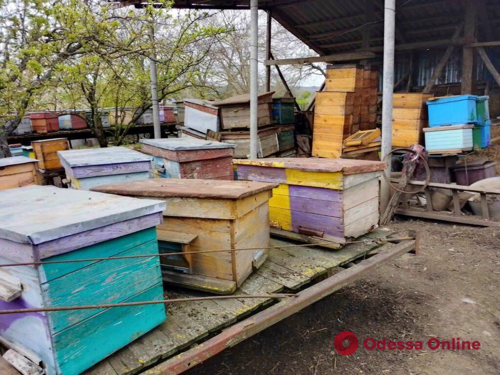 В Белгород-Днестровском районе зафиксировали массовый мор пчел