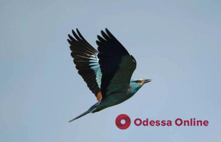 В Одесскую область прилетели редкие тропические птицы (фото)