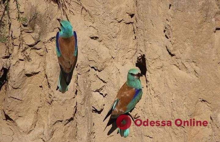 В Одесскую область прилетели редкие тропические птицы (фото)