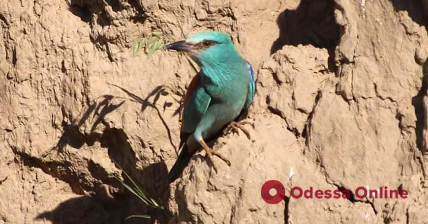 В Одесскую область на гнездовье прилетели тропические краснокнижные птицы