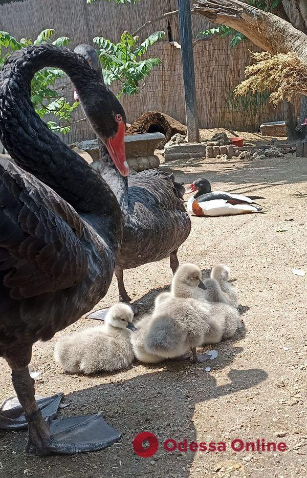 Пополнение в Одесском зоопарке: у пары черных лебедей появились птенцы