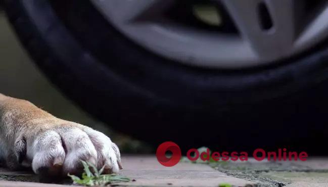 В Одесі поліцейські розшукали водія, який на смерть переїхав безпритульного пса