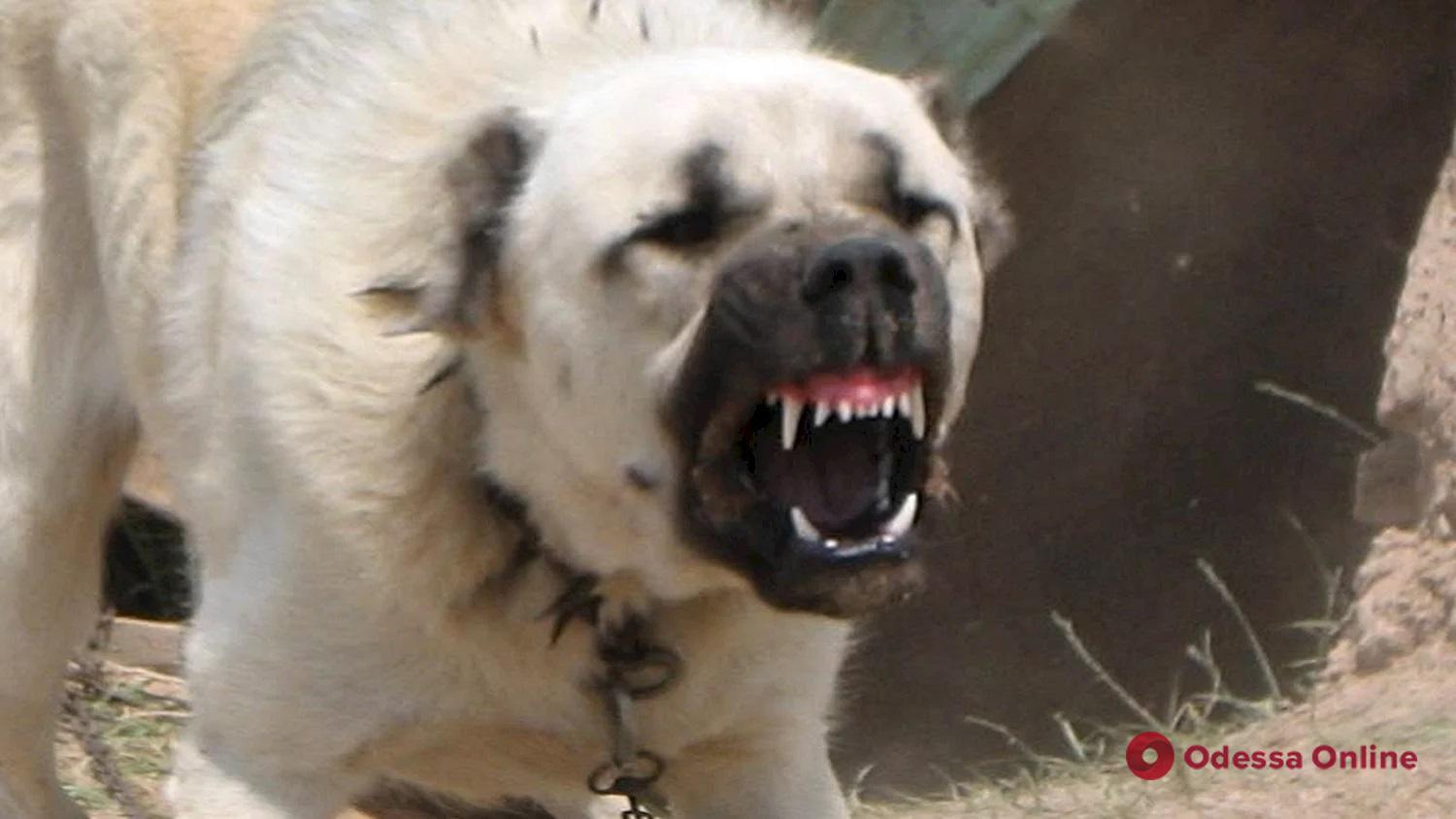 Жительці Одещини, алабай якої покусав дитину та загриз сусідського пса, загрожує штраф та конфіскація собаки