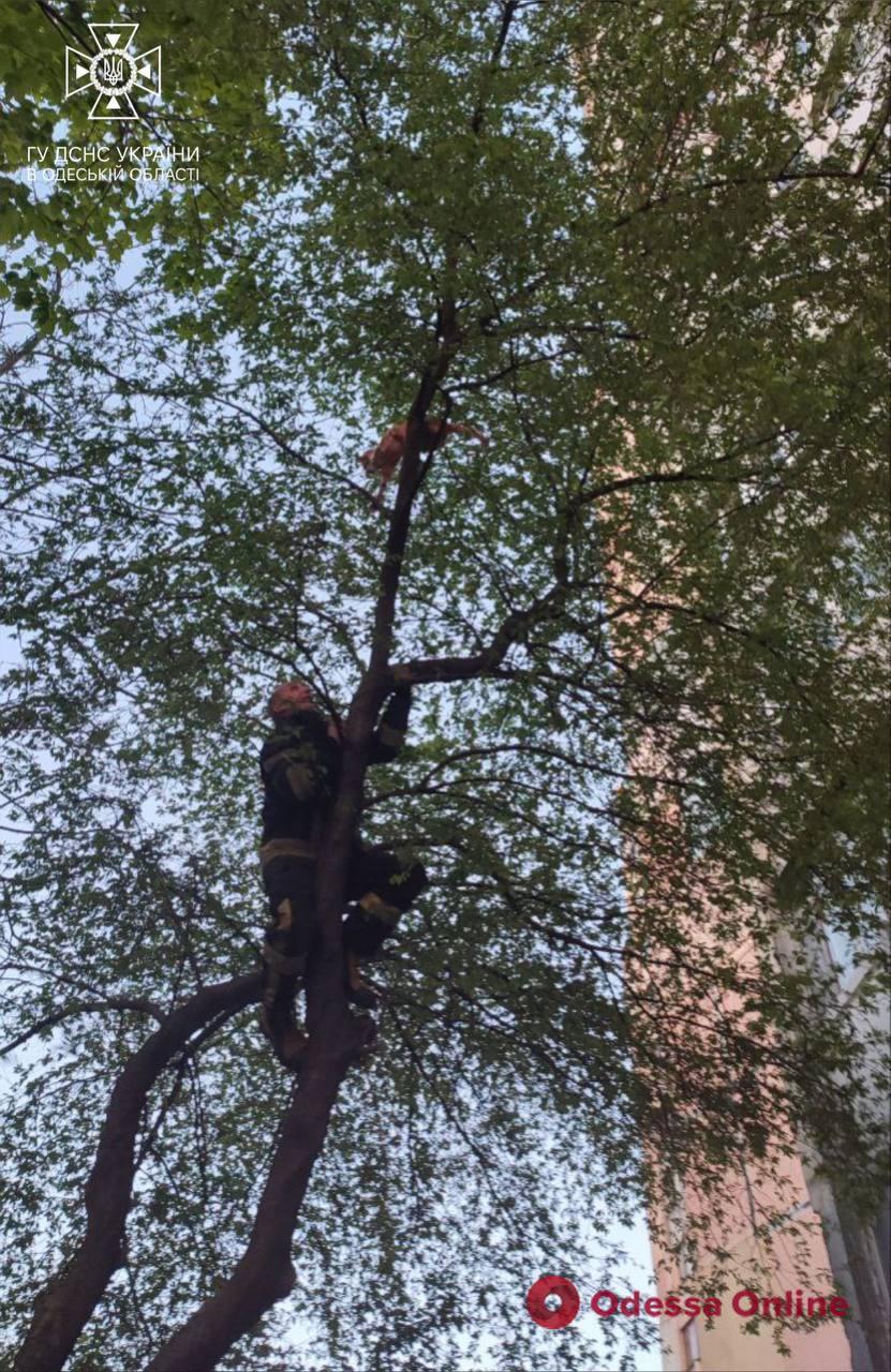 В Одессе женщина застряла на дереве, спасая кота (фото)
