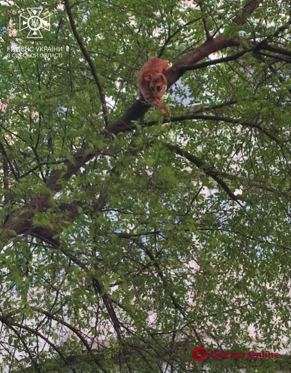 В Одессе женщина застряла на дереве, спасая кота (фото)