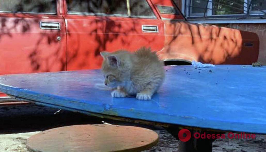 Одеські комунальники врятували кошеня