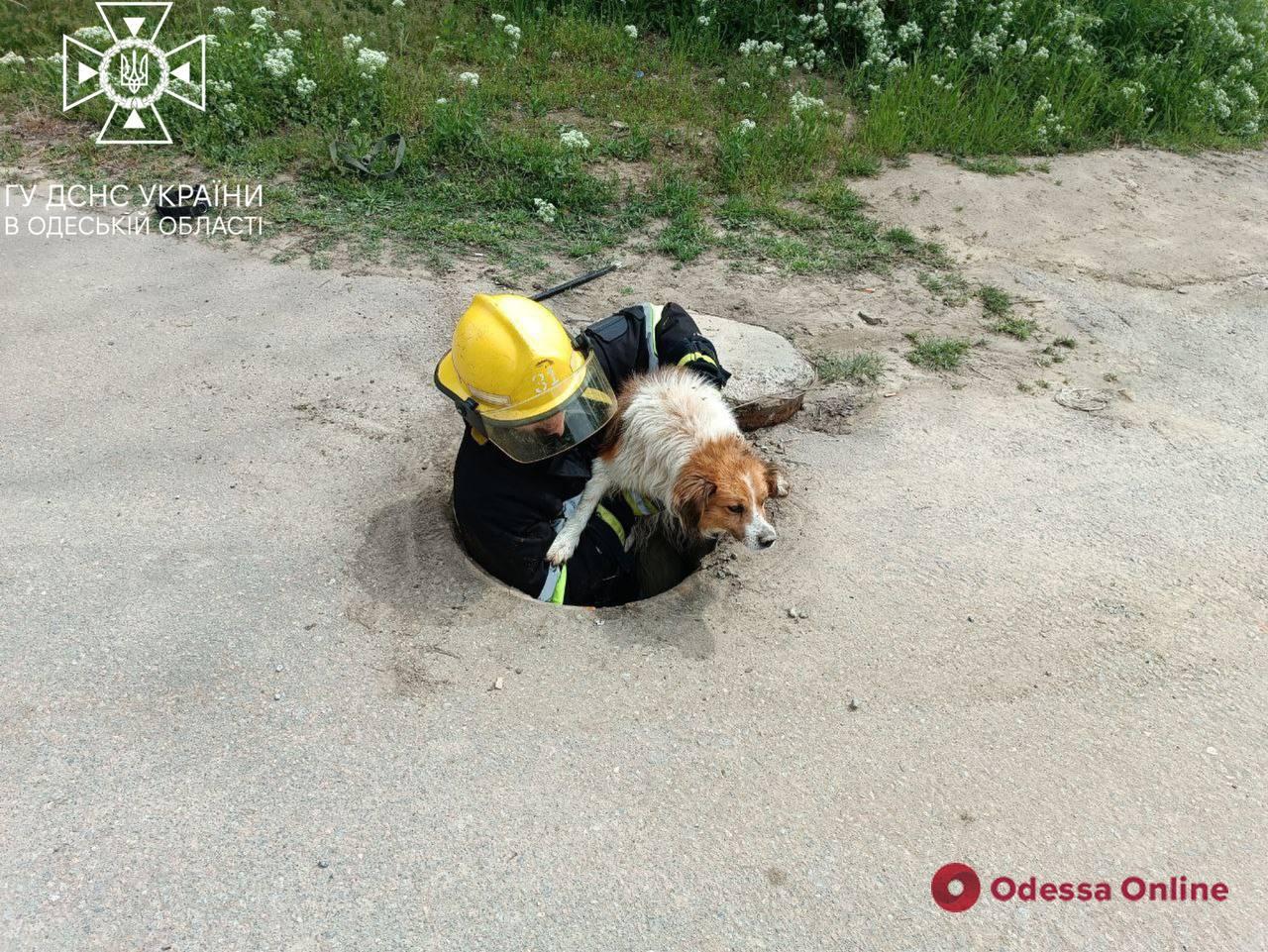 Працівники ДСНС врятували двох собак у Біляївці та Рені