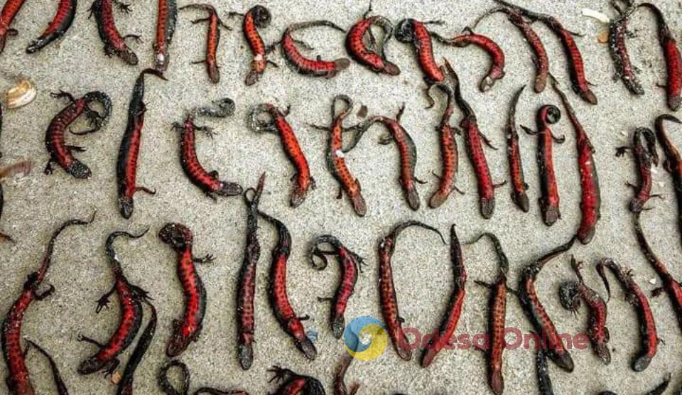Підрив Каховської ГЕС: на береги на Одещині викидає тисячі мертвих червонокнижних амфібій (фотофакт)