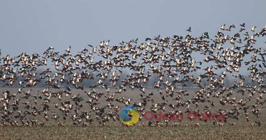 В Одесской области гнездятся краснокнижные «красные утки»