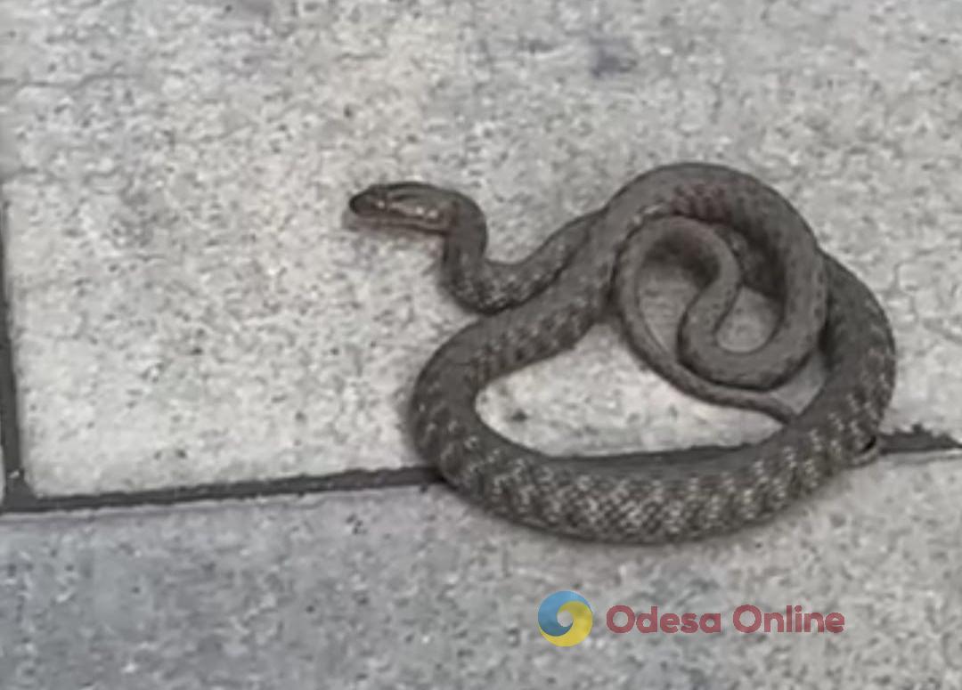В Одессе возле Украинского театра поймали змею