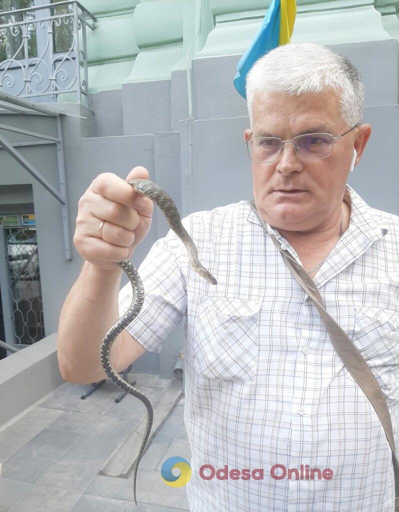 В Одессе возле Украинского театра поймали змею