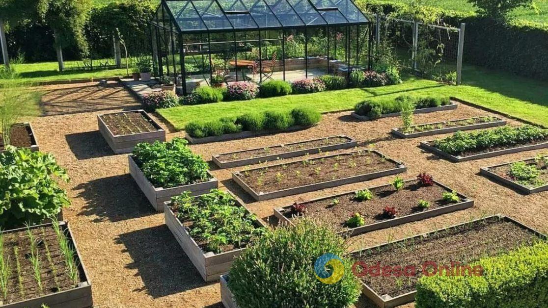 В Украине начала действовать упрощенная процедура покупки земли под сады и огороды