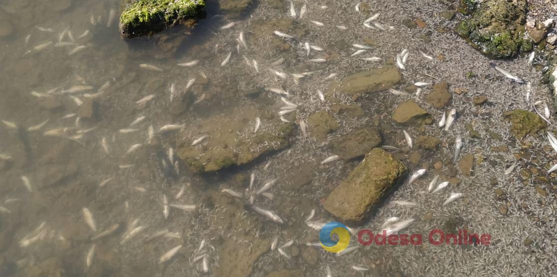 В Хаджибейском лимане Одесской области зафиксирован массовый мор рыбы и креветки