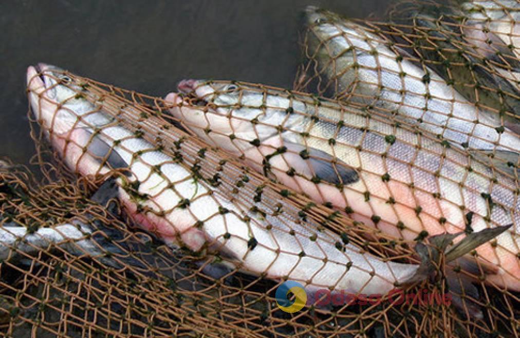 Одесситов предостерегают от употребления рыбы неизвестного происхождения