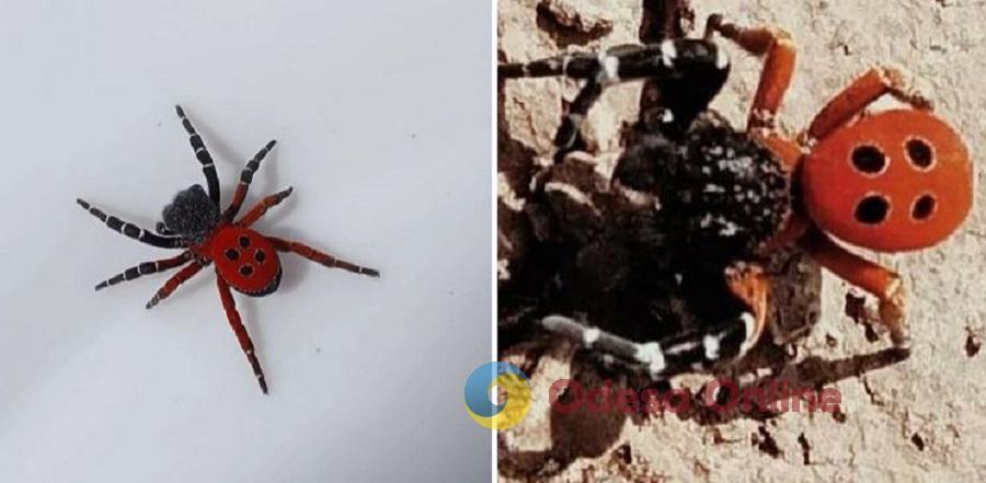 На Одещині зустріли рідкісний вид павука