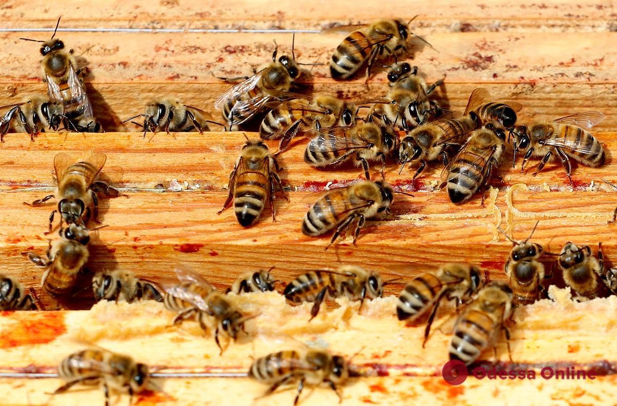 В Одесской области от укусов пчел пострадали три человека
