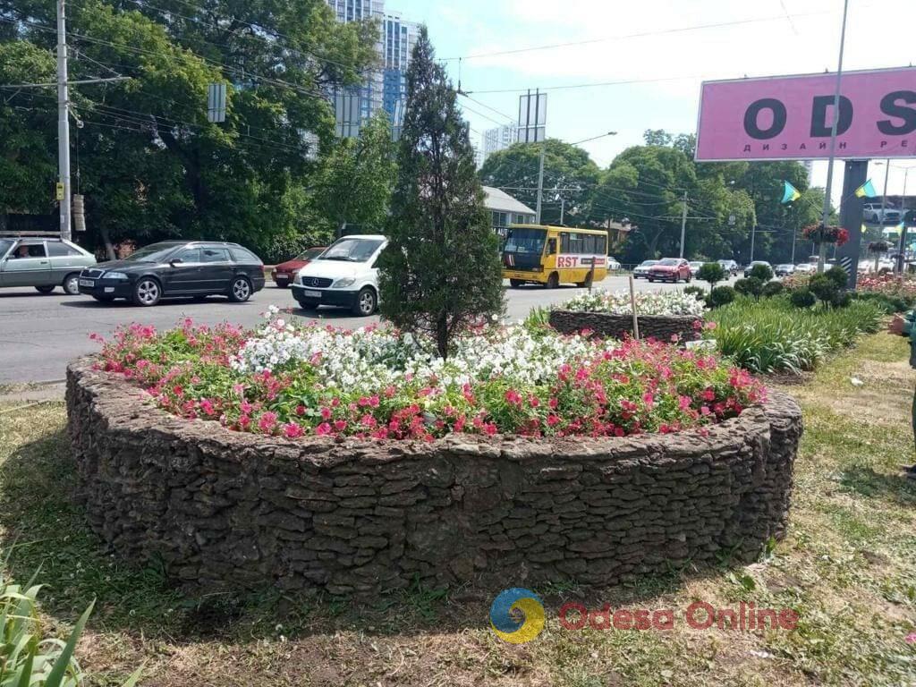 Одесу прикрасили понад п’ять тисяч яскравих літніх квітів (фото)