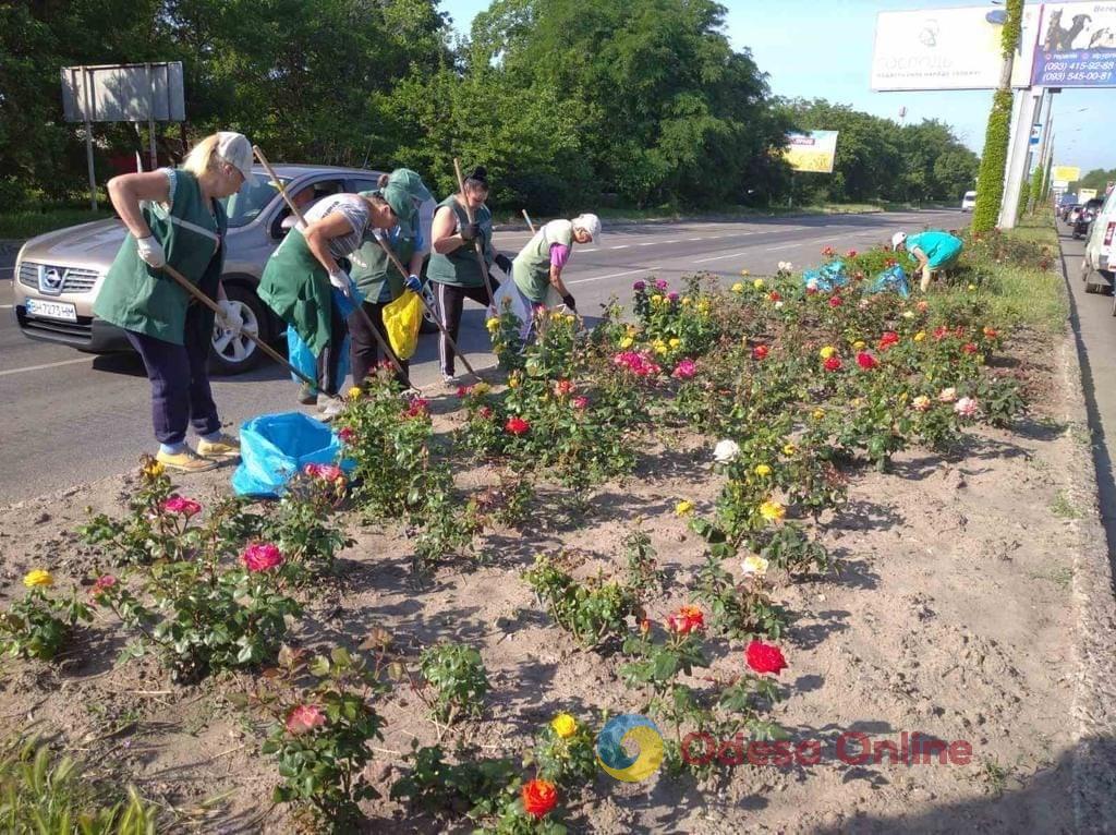 Одесу прикрасили понад п’ять тисяч яскравих літніх квітів (фото)