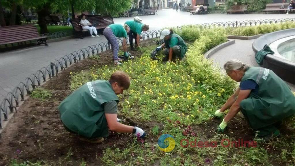 Одесу прикрасили понад п’ять тисяч яскравих літніх квітів (фото)