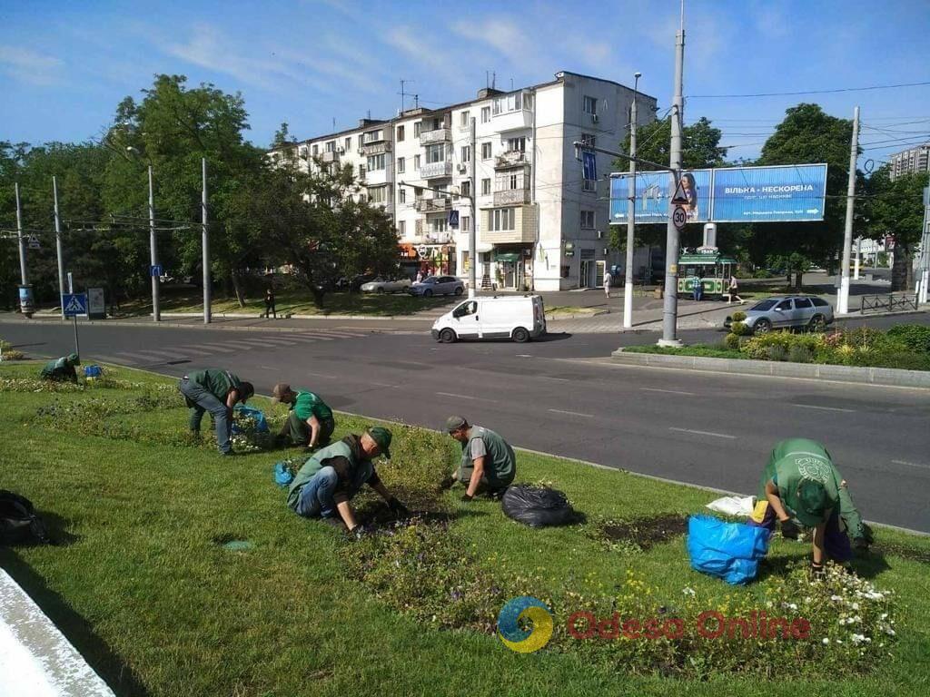 Одесу прикрасили понад п’ять тисяч яскравих літніх квітів (фото)