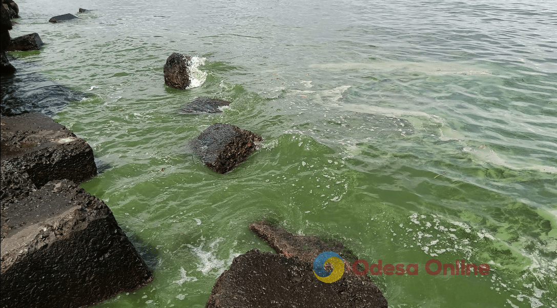 Мониторинг воды в Одессе: в море обнаружили большое количество яиц и личинок глистов