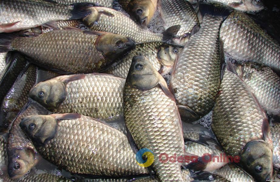 В Одессе запрещена торговля рыбой и морепродуктами неустановленного места отлова
