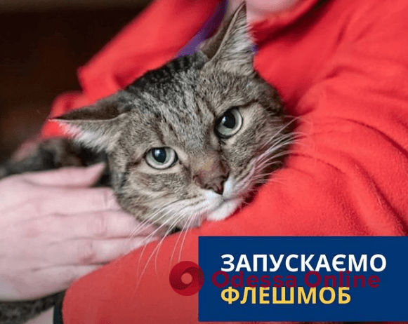 Украинские зоозащитники запустили флешмоб в поддержку людей, которые эвакуируются с животными из Херсонской области