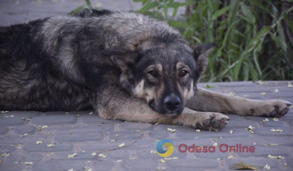 Украина входит в первую десятку стран с наибольшей численностью бездомных животных