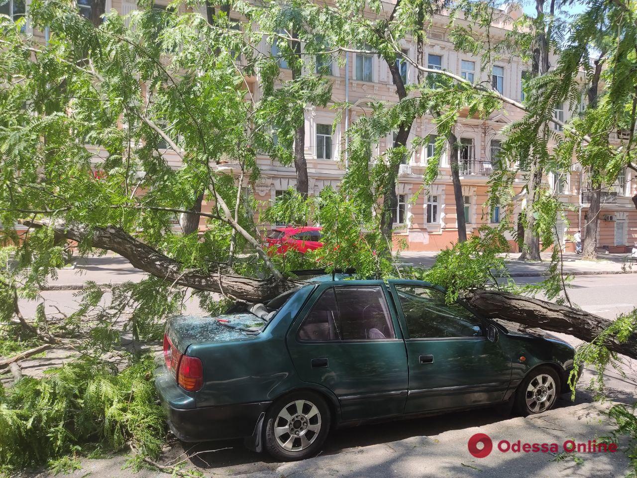 В центре Одессы большая ветка упала на машину (фото)