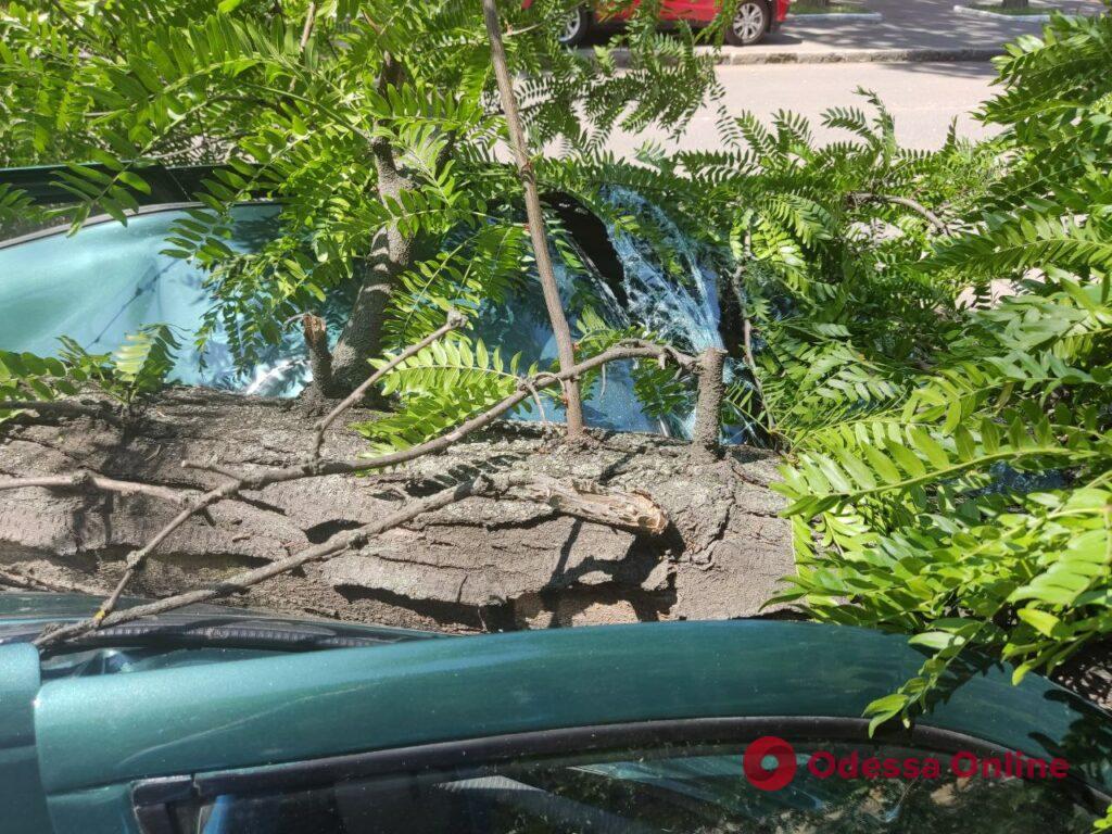 В центрі Одеси велика гілка впала на машину (фото)