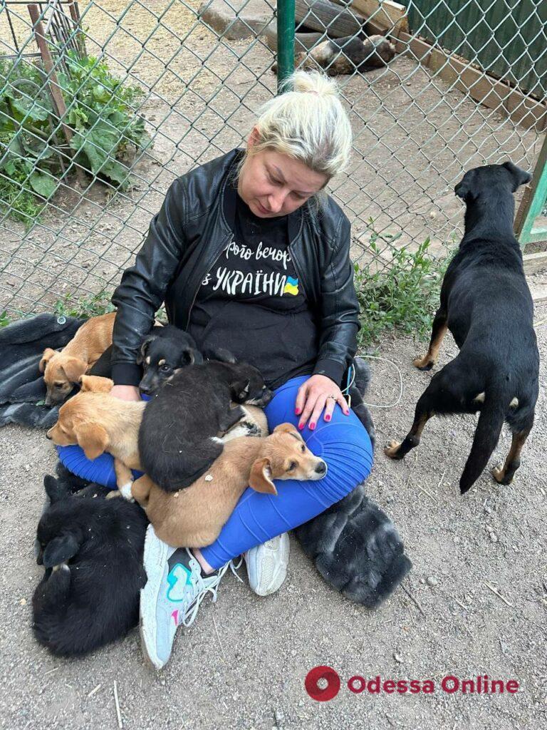 В Одессу прибыли первые эвакуированные бездомные животные из Херсона (фото)