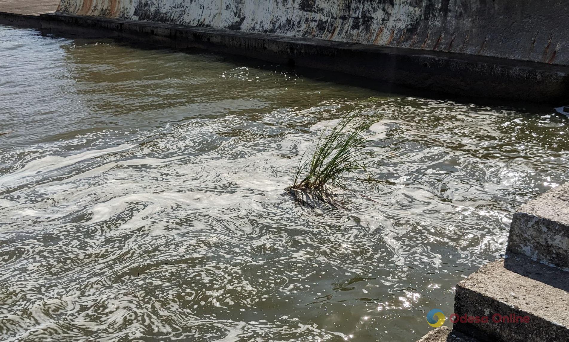 Після підриву Каховської ГЕС у Чорному морі різко знизилася солоність води