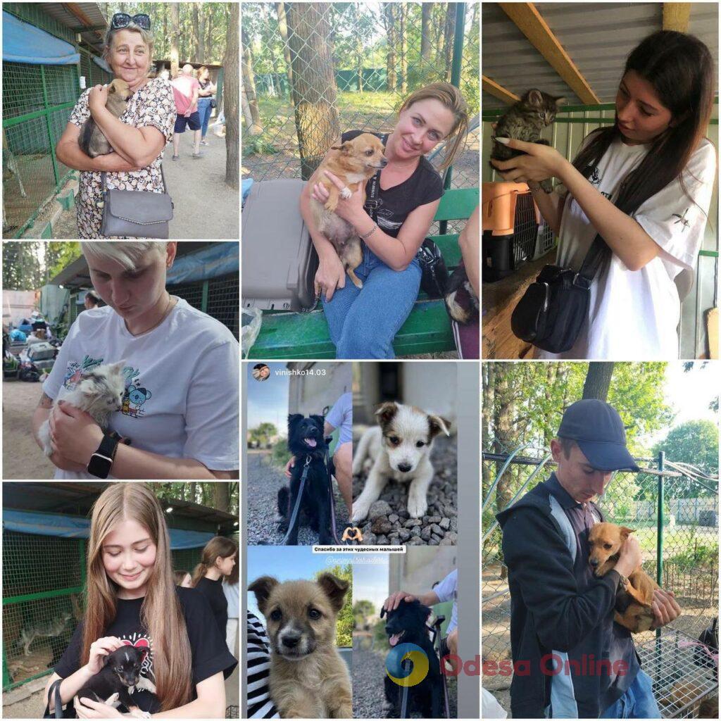 Багато врятованих тварин з Херсона знайшли сімʼї в Одесі (фото)