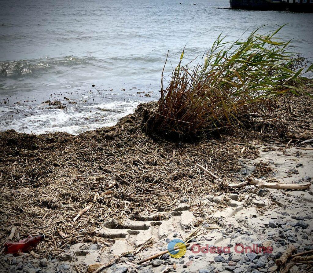 В Одесі почали прибирати пляжі від сміття з Дніпра