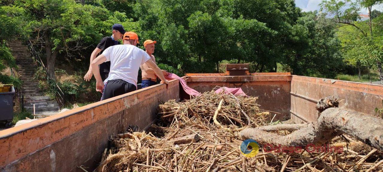 Во время уборки одесского побережья обнаружили краснокнижных тритонов (фото)