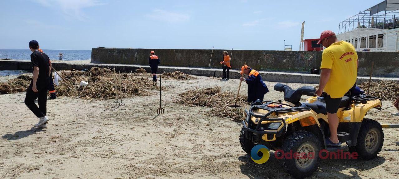 Во время уборки одесского побережья обнаружили краснокнижных тритонов (фото)