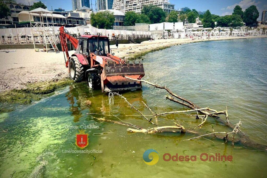 До берега Одеси принесло ціле дерево (фото, відео)