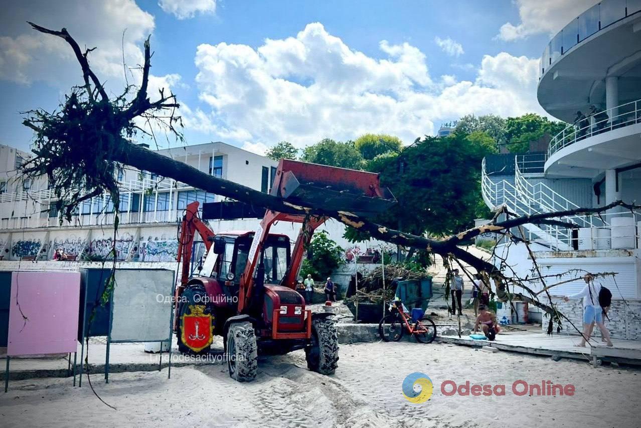 До берега Одеси принесло ціле дерево (фото, відео)