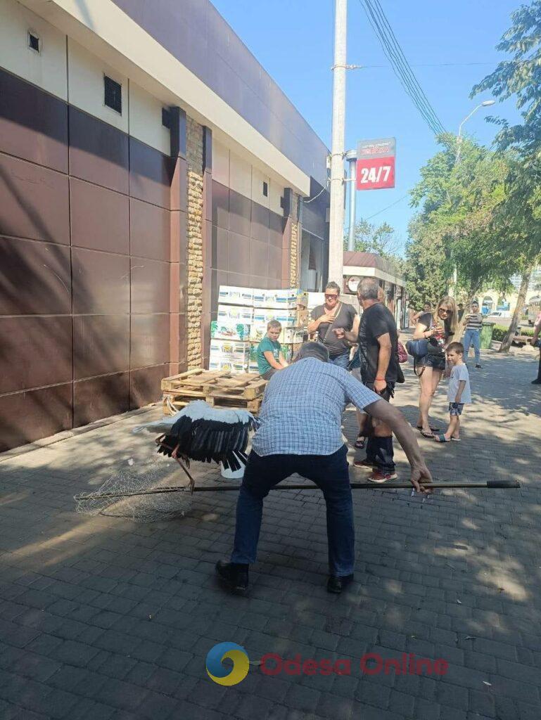 В Одесі біля вокзалу приземлився лелека (фото)