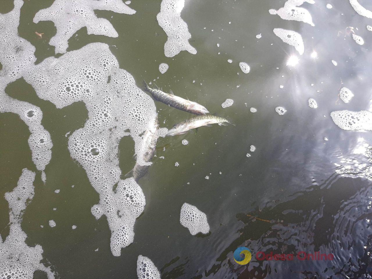 На узбережжя Одеси виносить мертву річкову рибу