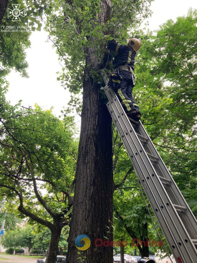 В Одессе пожарные спасли кота, который залез на высокое дерево