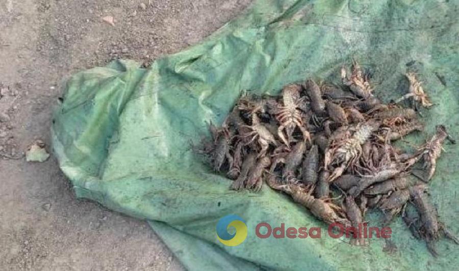 В Одесской области браконьер поймал 50 раков на 180 тысяч гривен