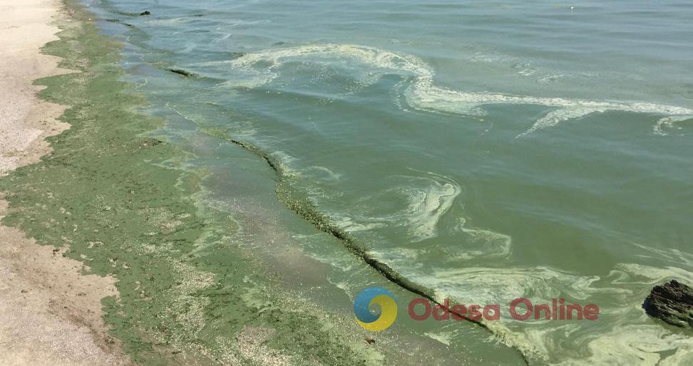 Мониторинг воды: море в Одессе все еще заражено